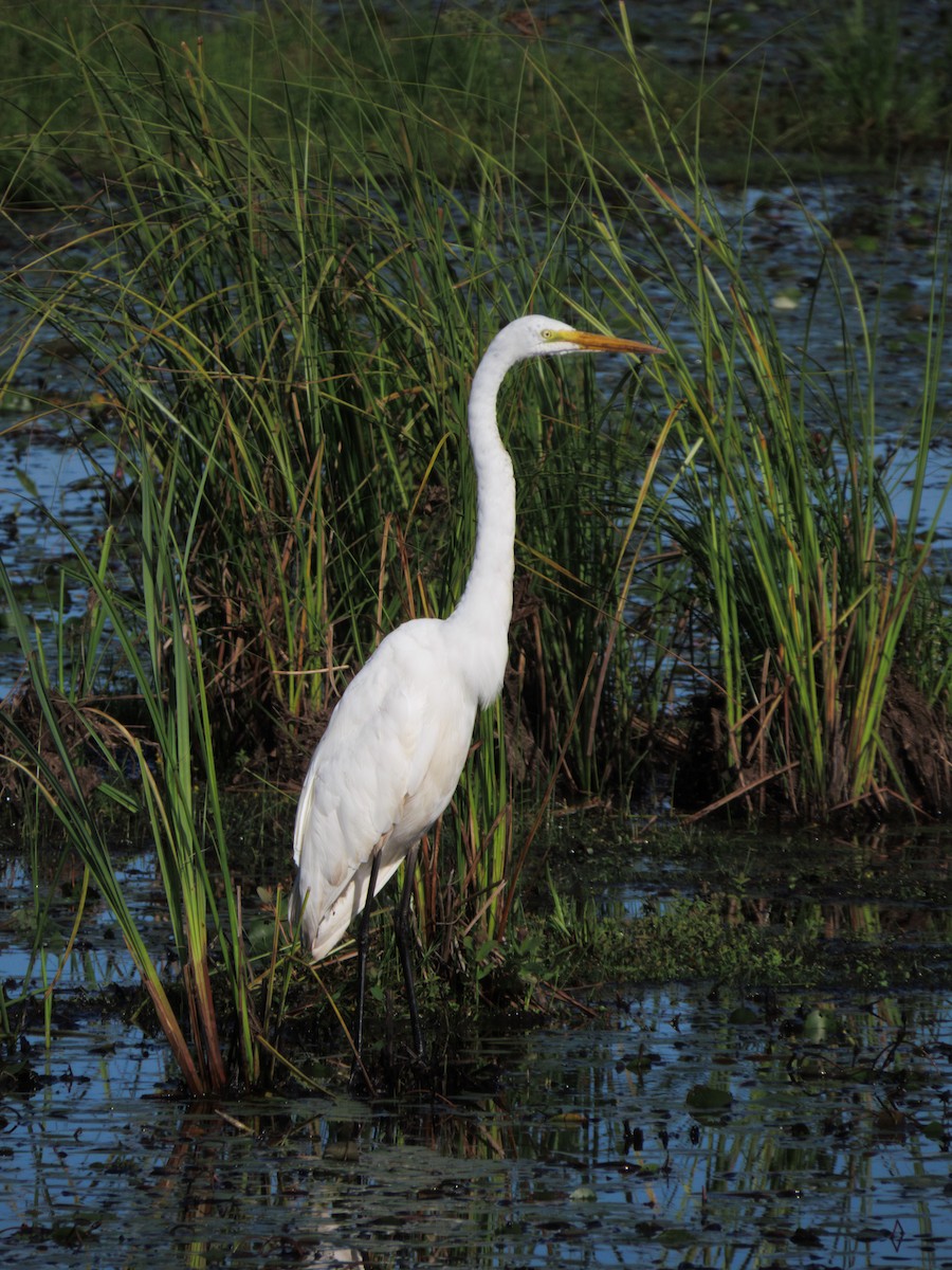 Great Egret - ML622817136