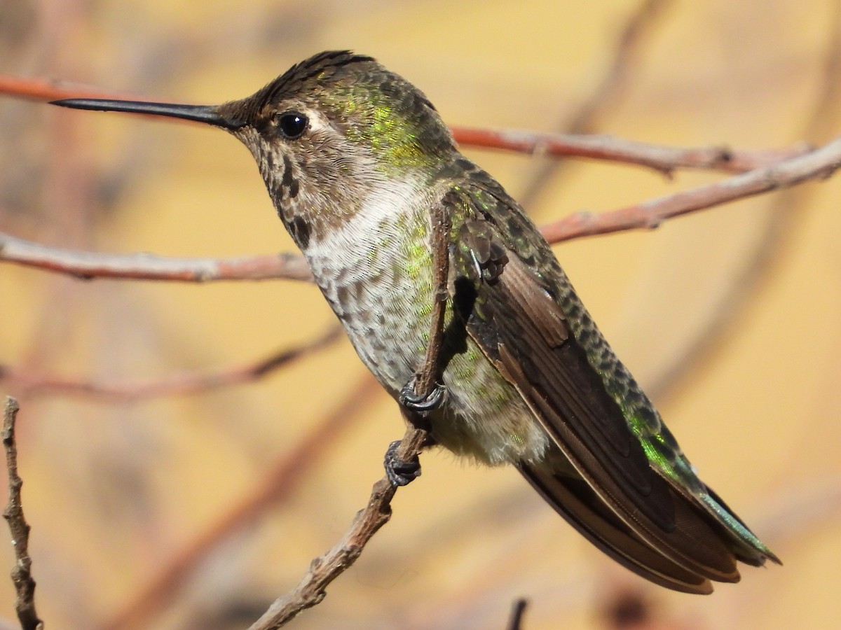 Anna's Hummingbird - Douglas Long