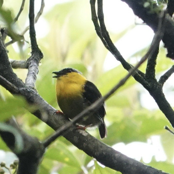 Golden-collared Manakin - Chris McVittie