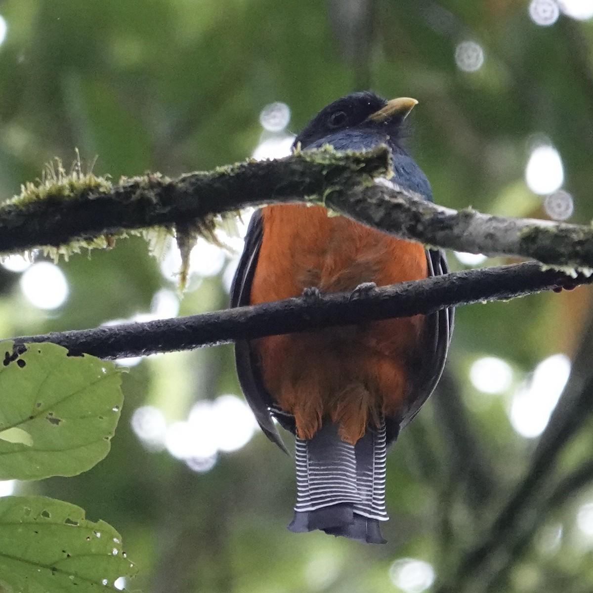 Collared Trogon - Chris McVittie