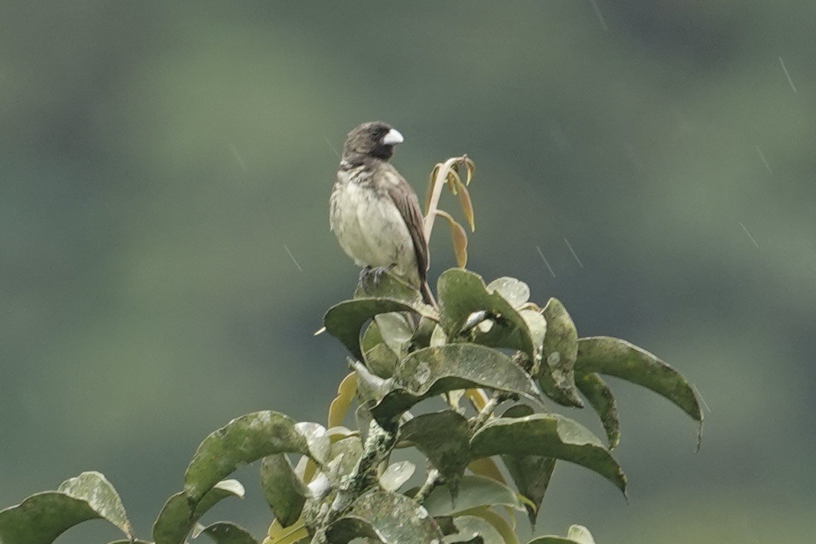 Yellow-bellied Seedeater - Chris McVittie