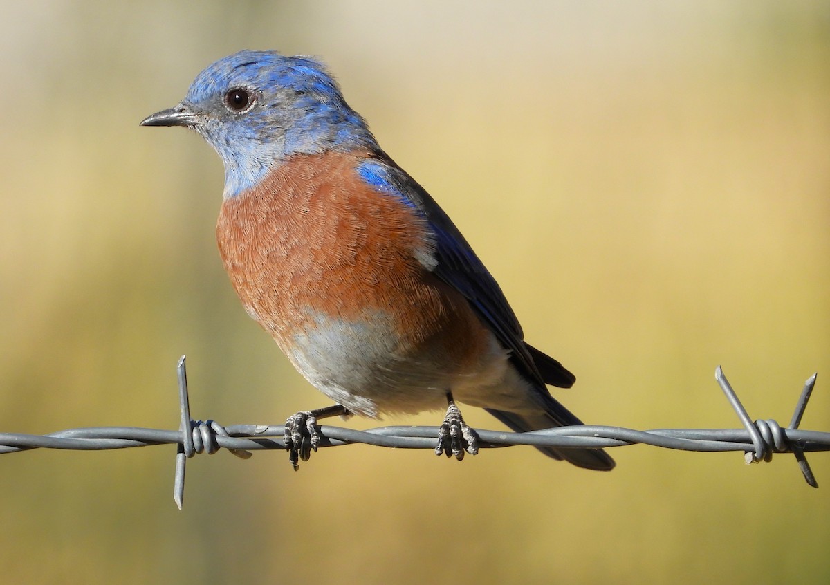 Western Bluebird - Douglas Long