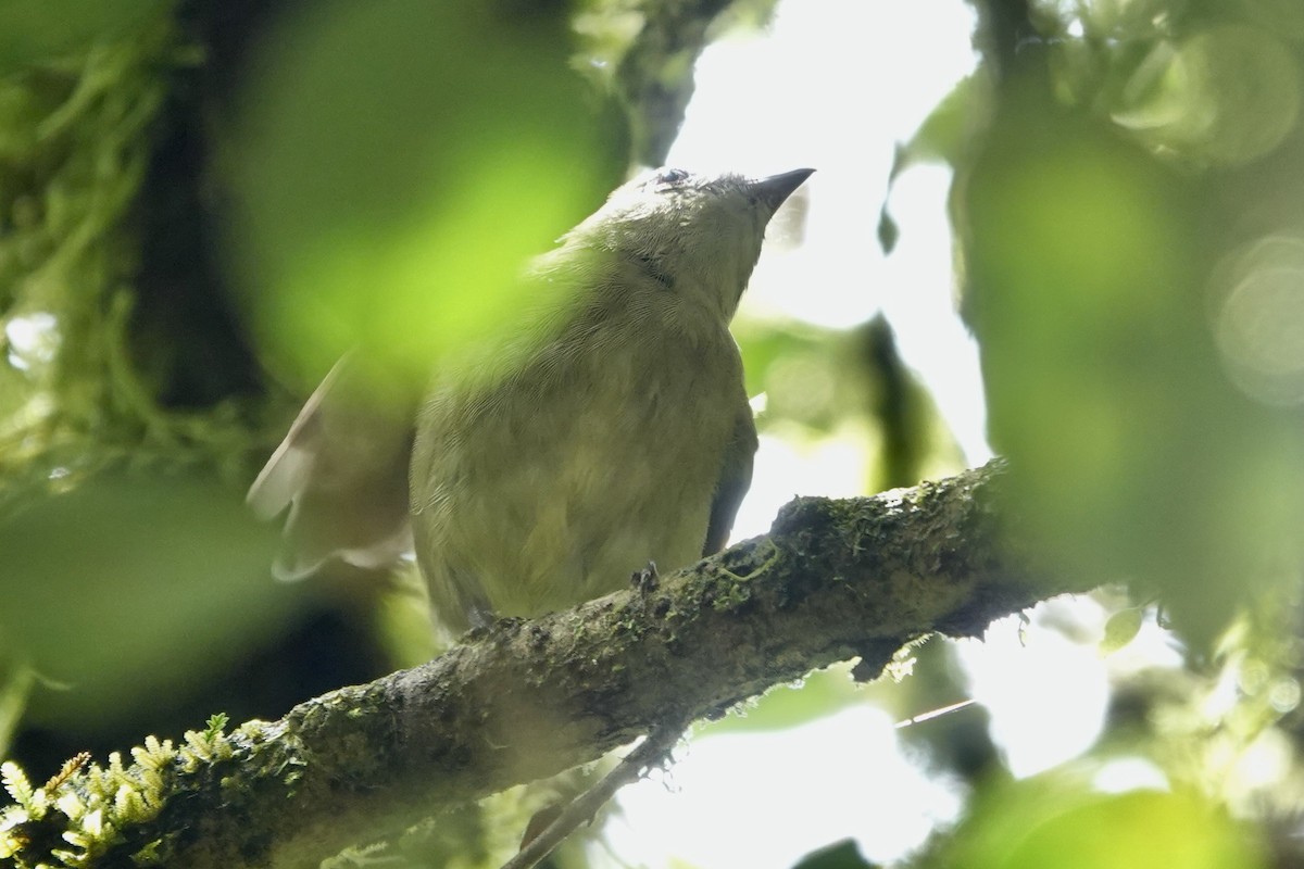 White-ruffed Manakin - ML622817244