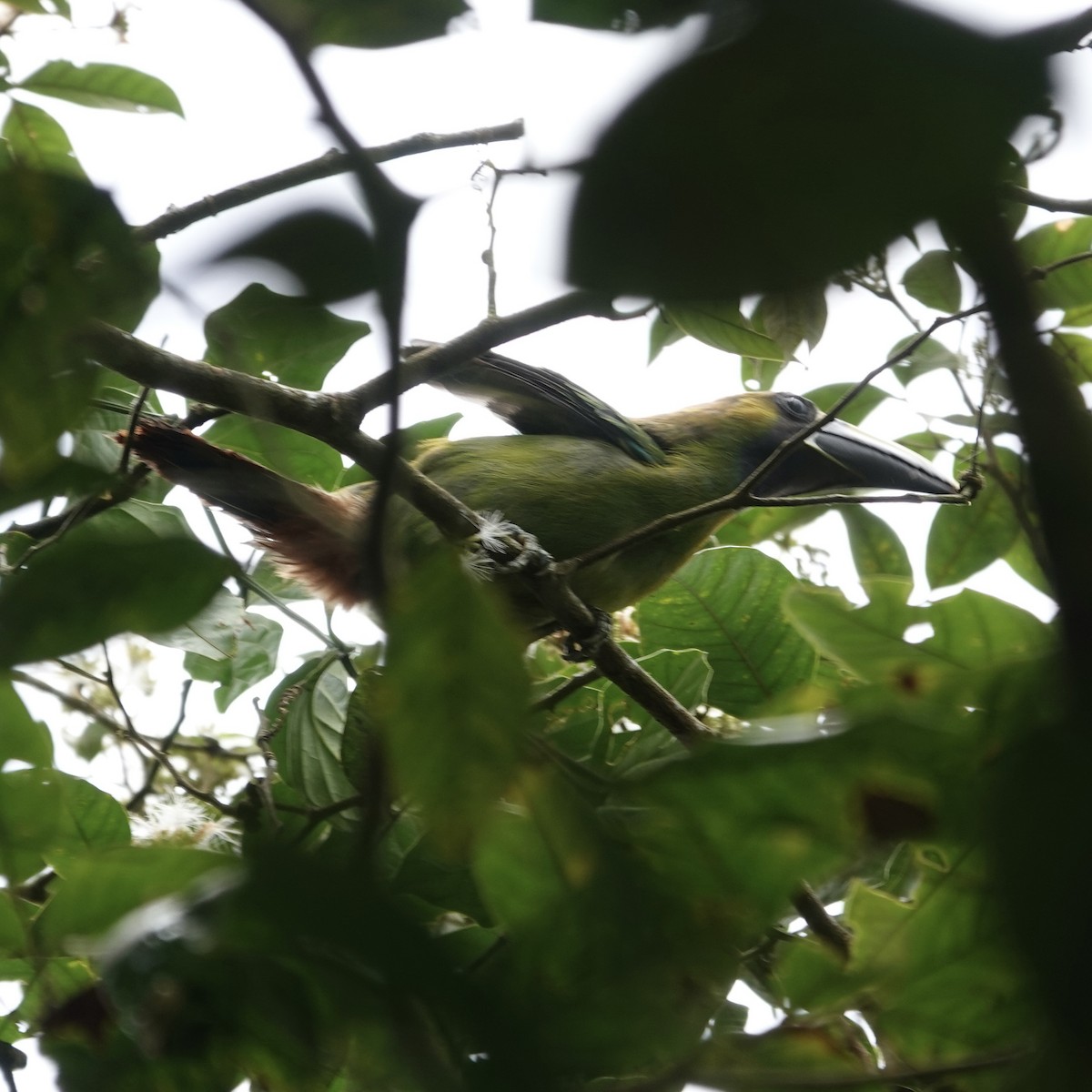 Northern Emerald-Toucanet - ML622817272