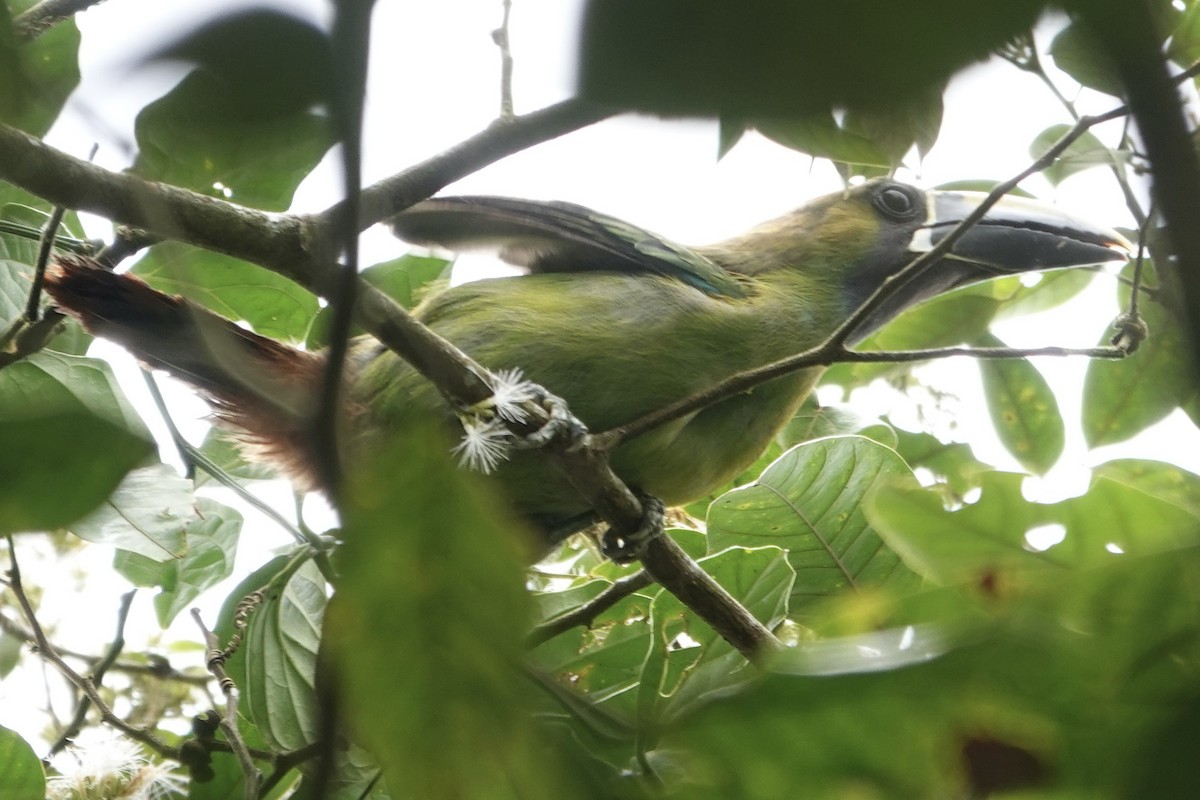 Northern Emerald-Toucanet - ML622817278