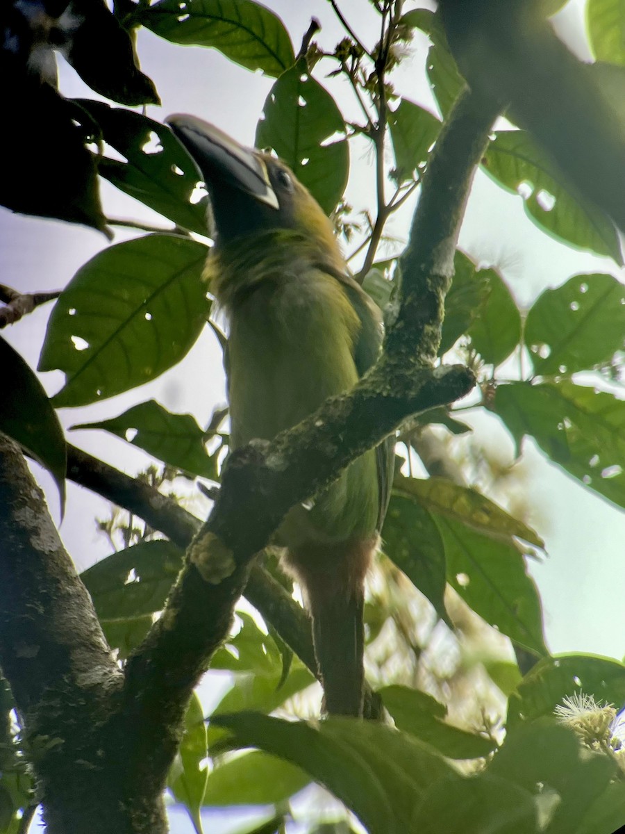 Northern Emerald-Toucanet - ML622817286