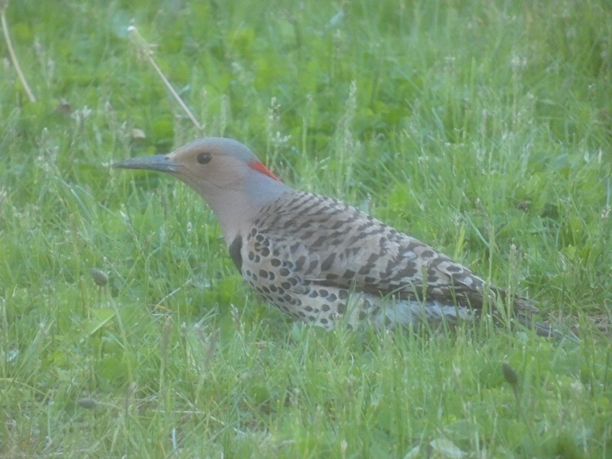 Northern Flicker - Brendan Gruber