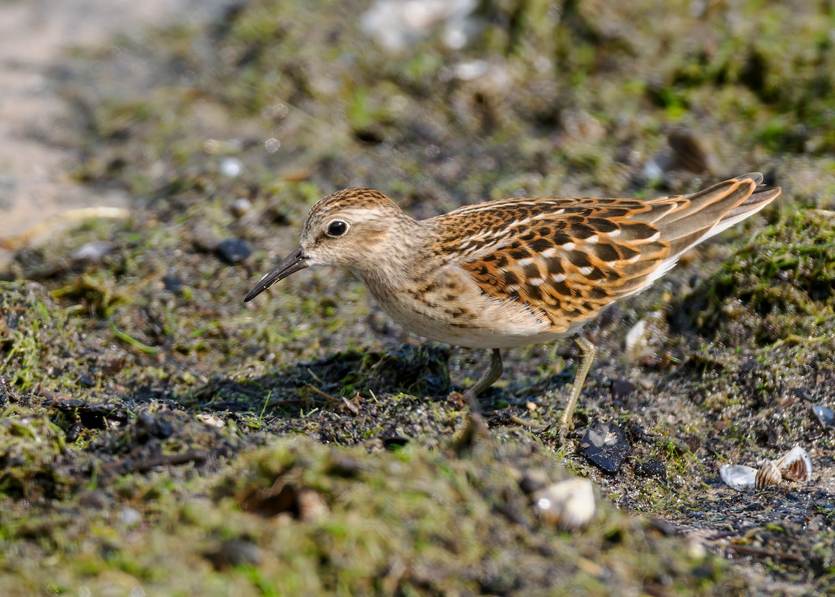 Least Sandpiper - Edward Jay Rehm