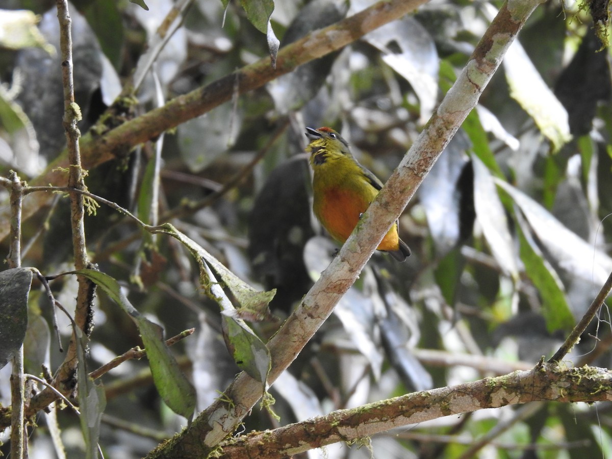 Spot-crowned Euphonia - ML622817315