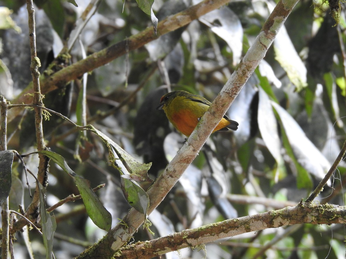 Spot-crowned Euphonia - ML622817318