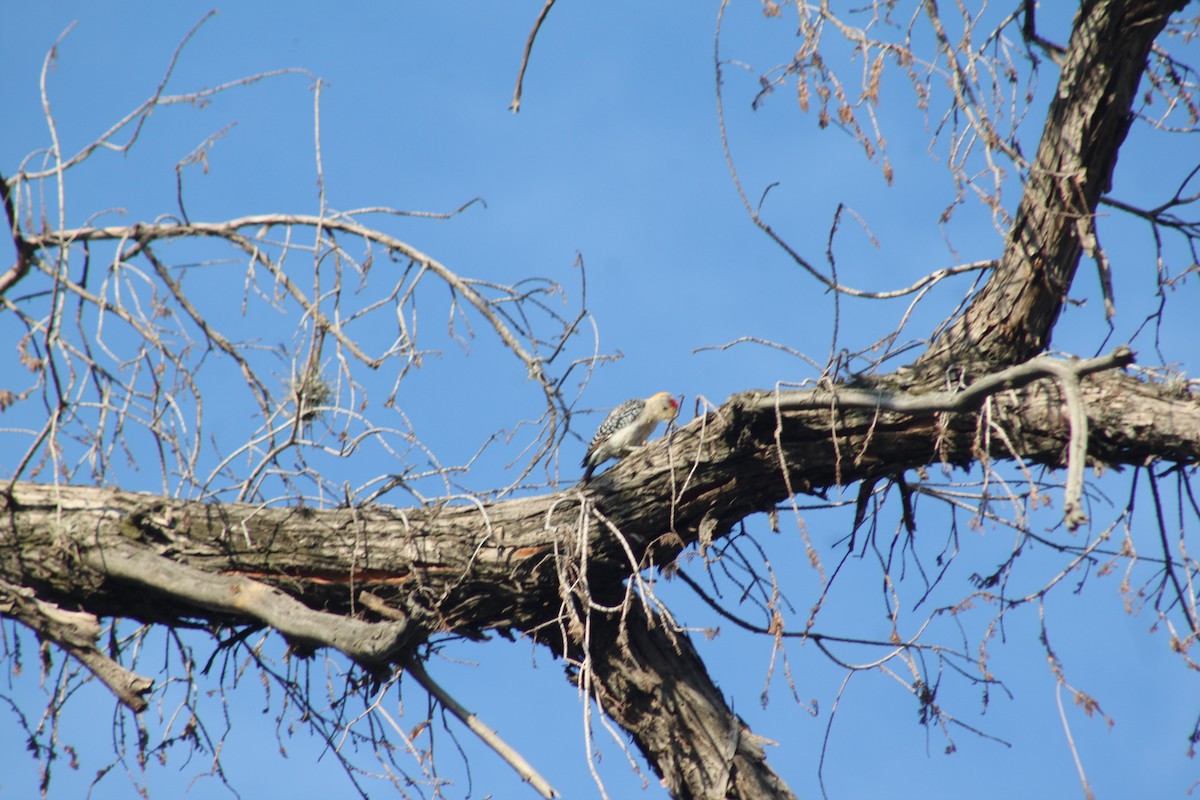 Golden-fronted Woodpecker - Octavio Calderón