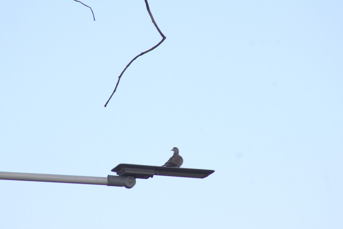 White-winged Dove - ML622817331