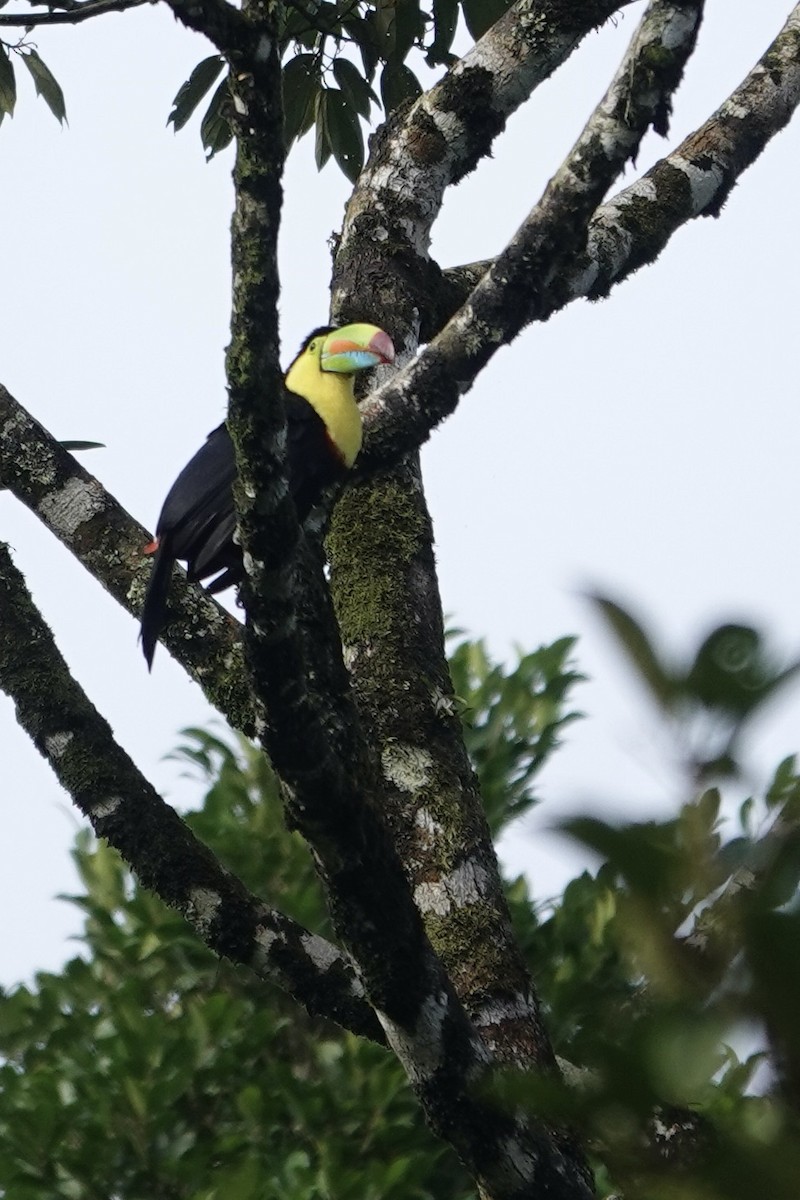 Keel-billed Toucan - Chris McVittie