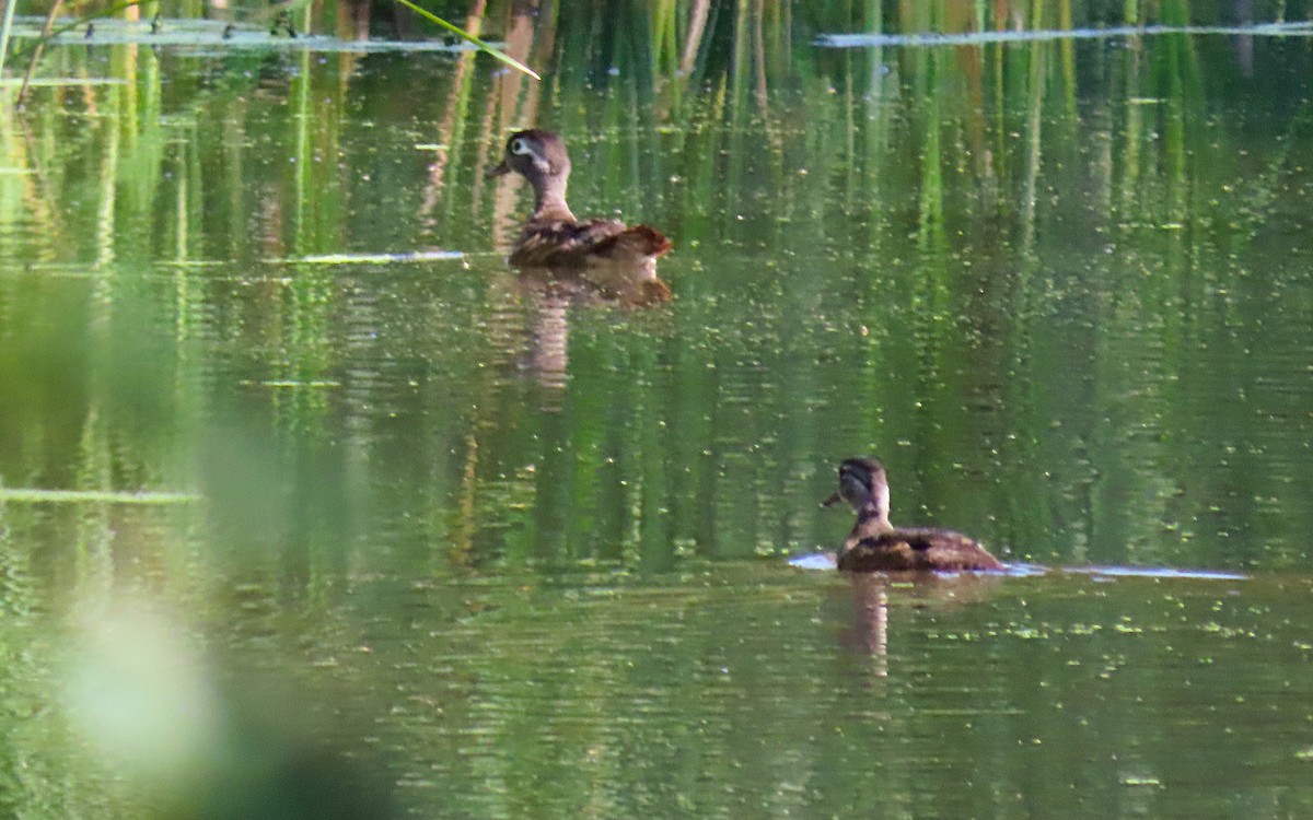 Wood Duck - Jim O'Neill