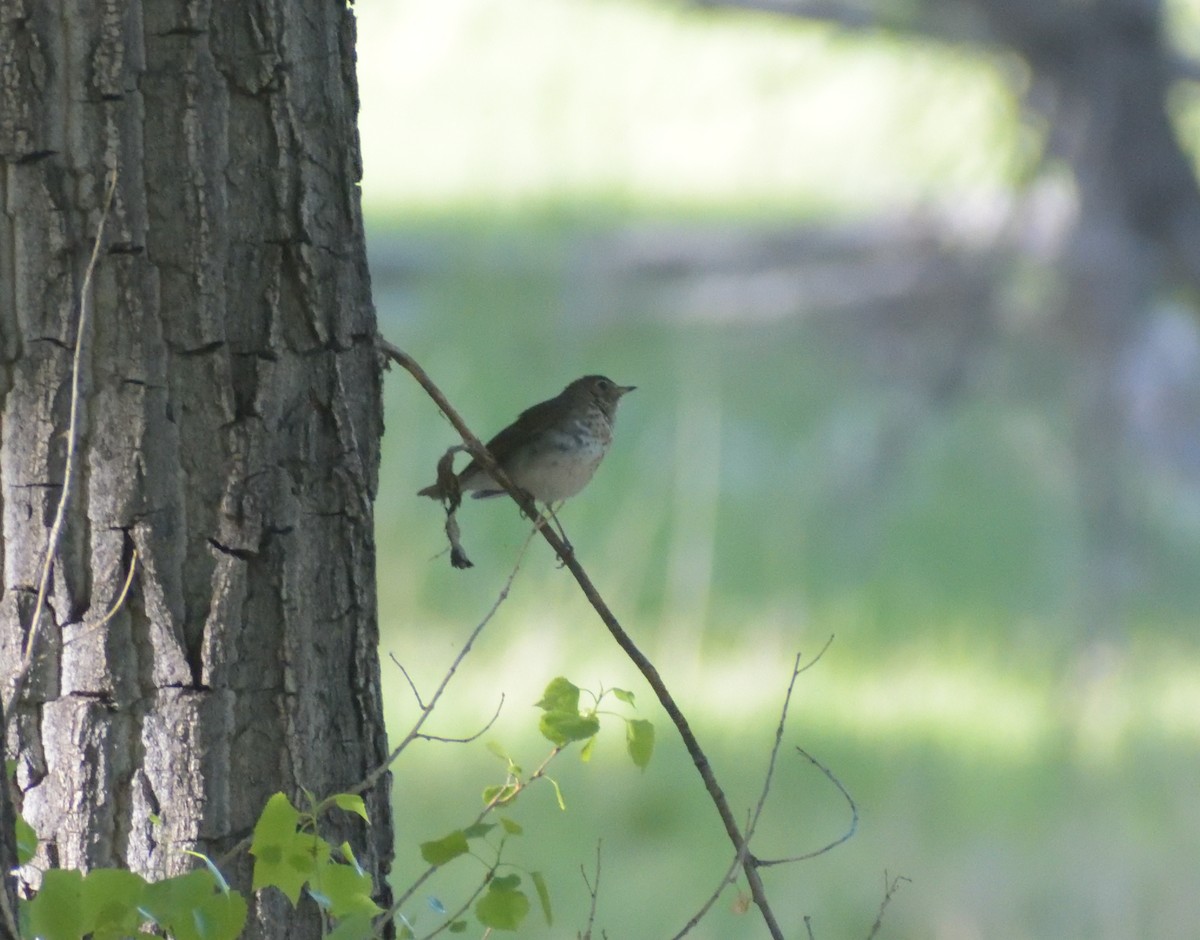 Swainson's Thrush - Robert Tonge