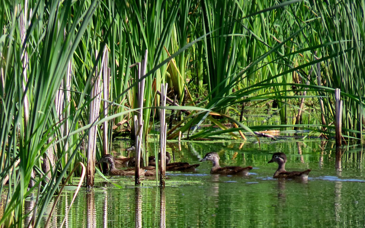 Wood Duck - Jim O'Neill