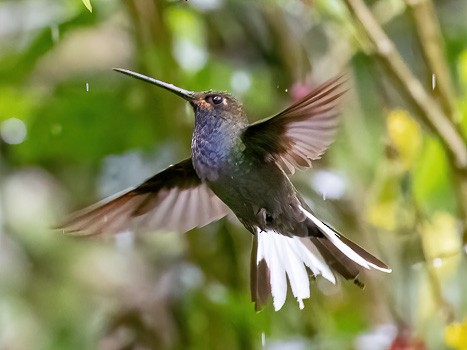 Colibrí de Bouguer Occidental - ML622817337