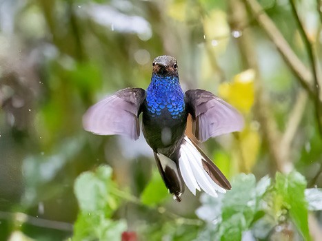 Rufous-gaped Hillstar - Jack Stephens