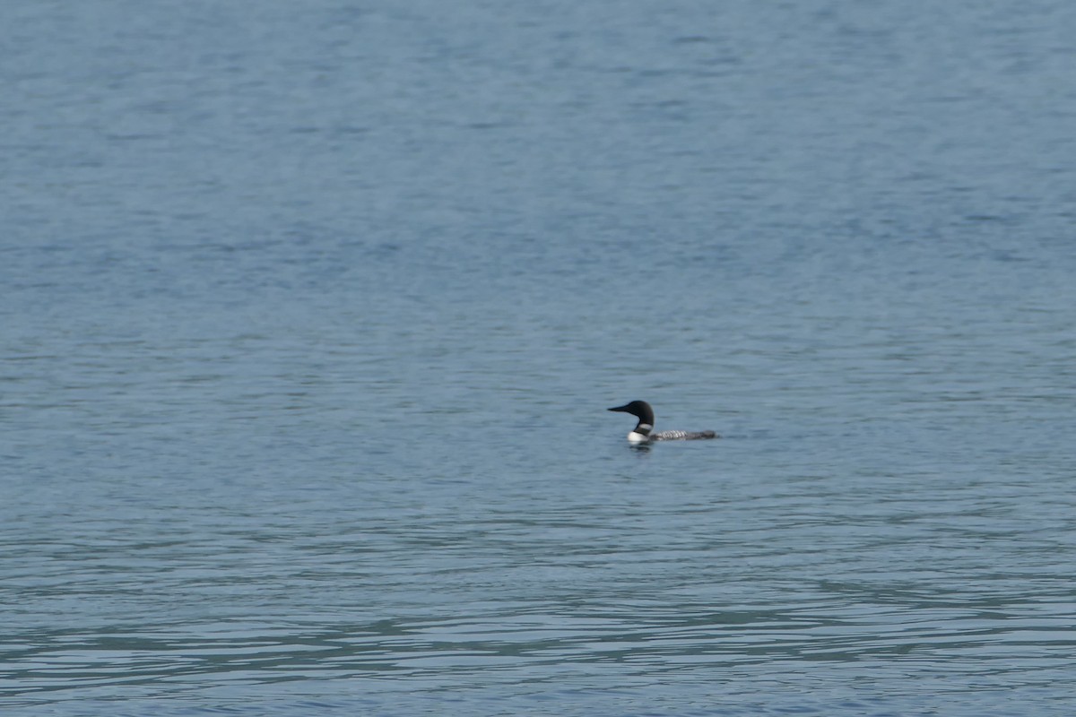 Common Loon - ML622817344