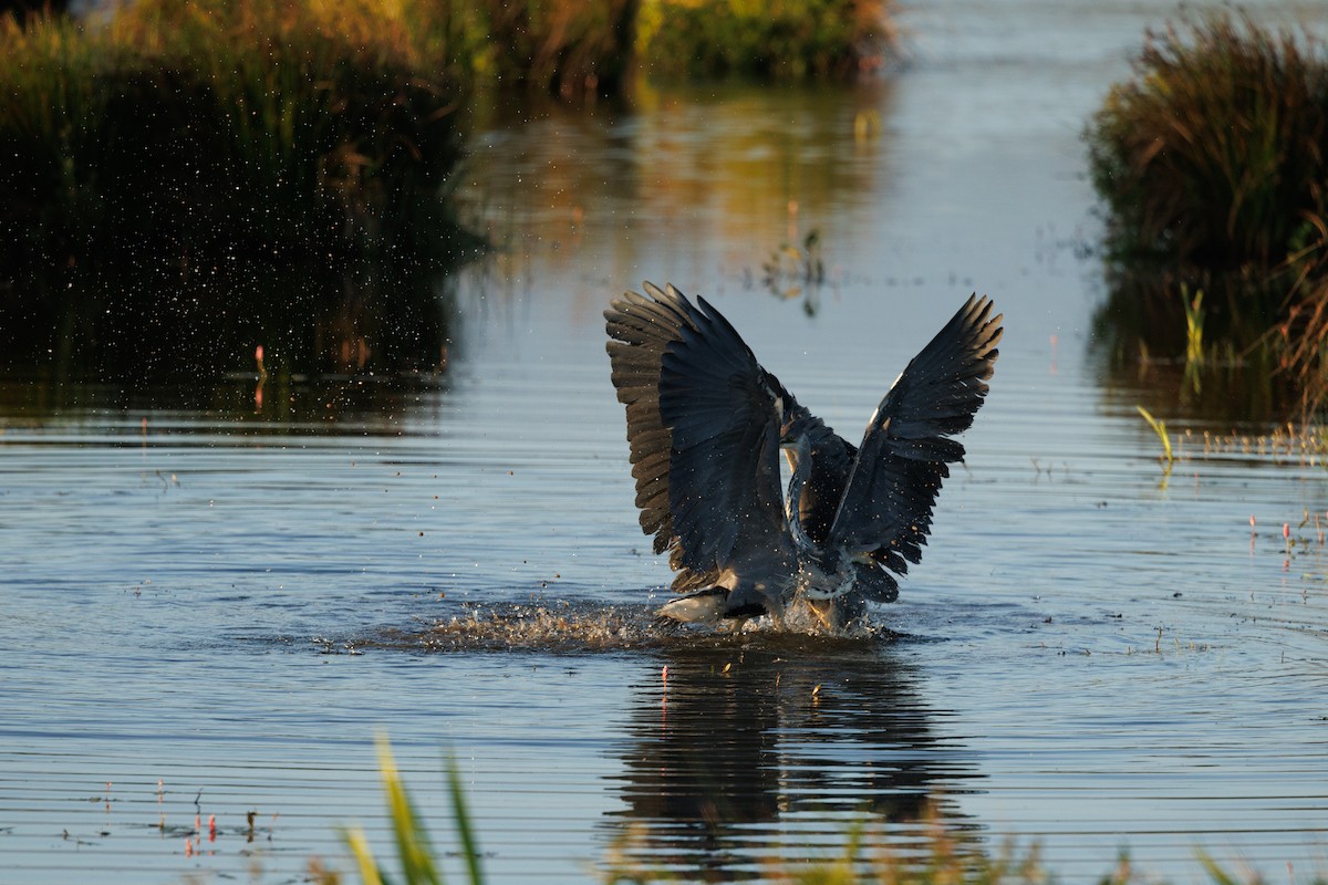 Gray Heron - ML622817366