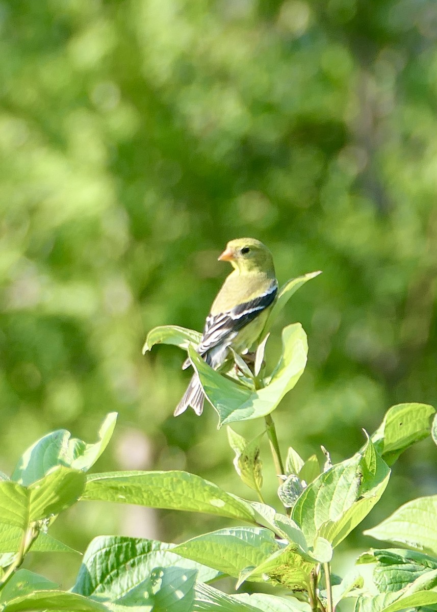 American Goldfinch - ML622817371