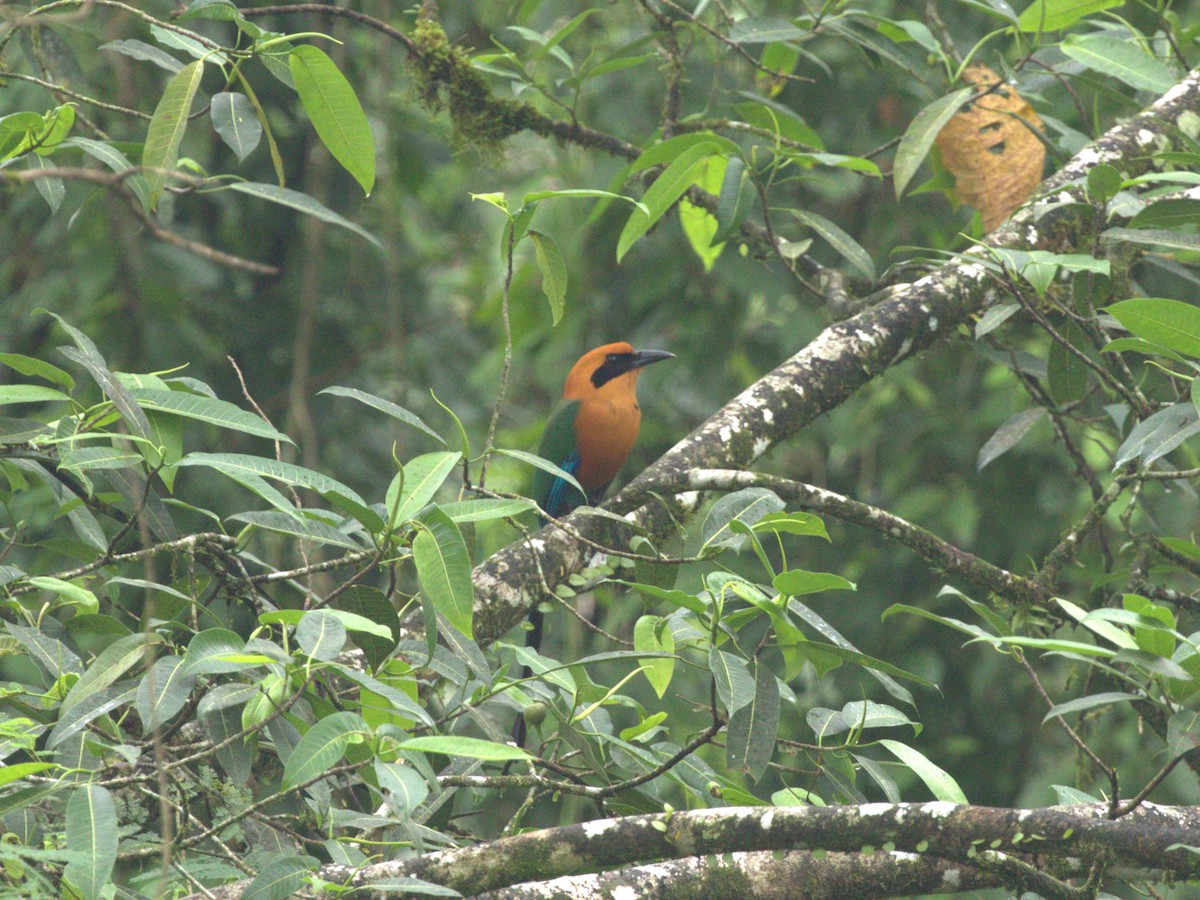 Rufous Motmot - ML622817438