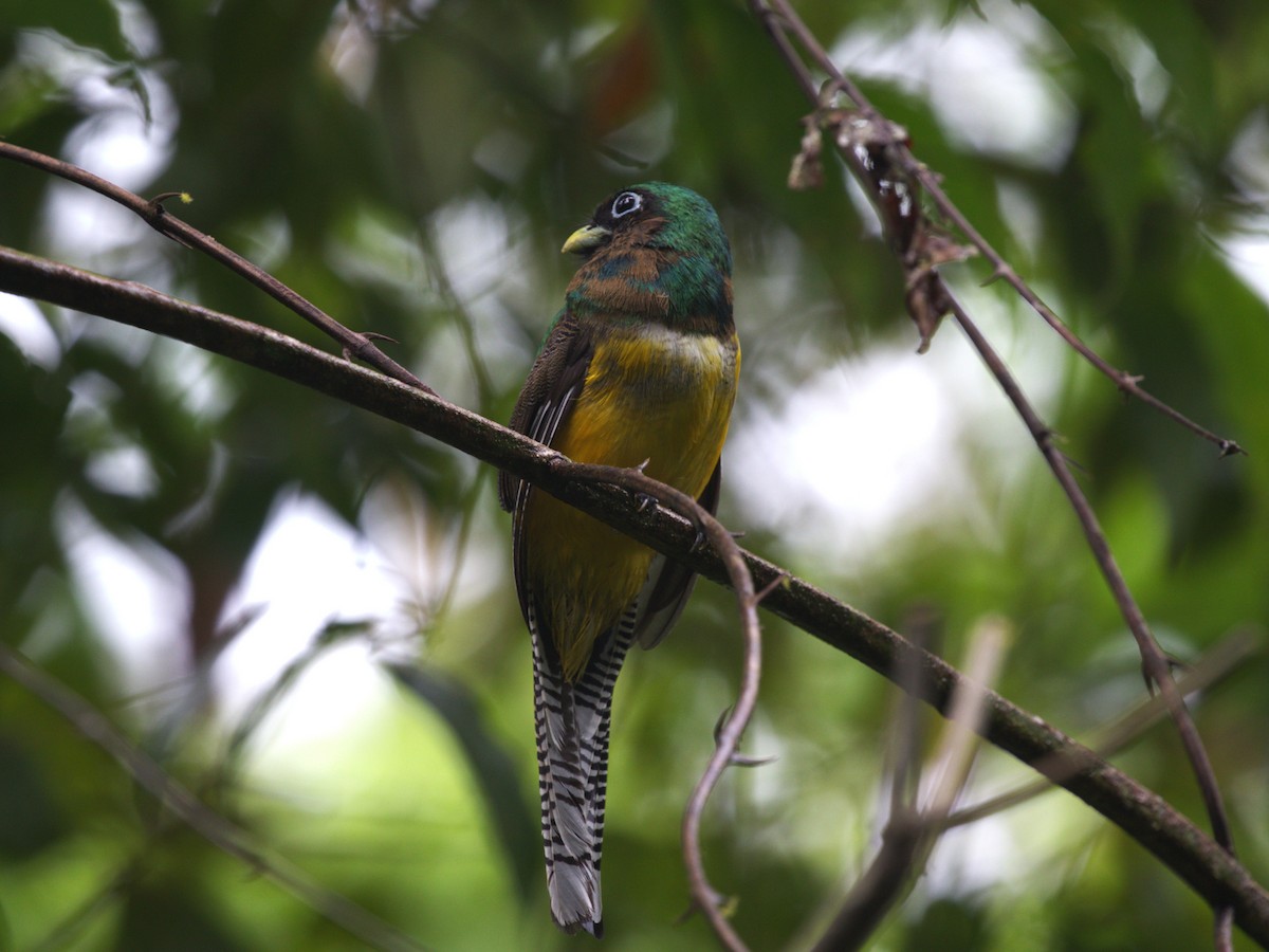 trogon podvazkový - ML622817460