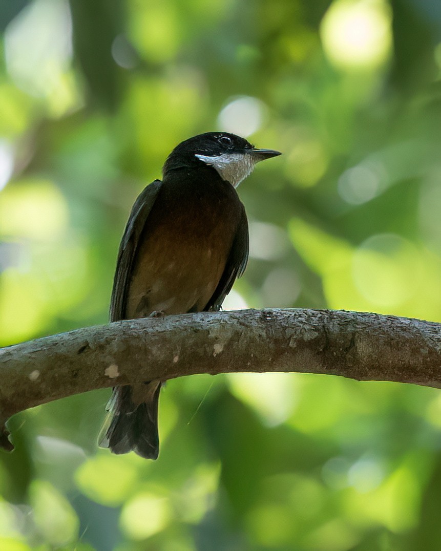 Flame-crowned Manakin - ML622817481