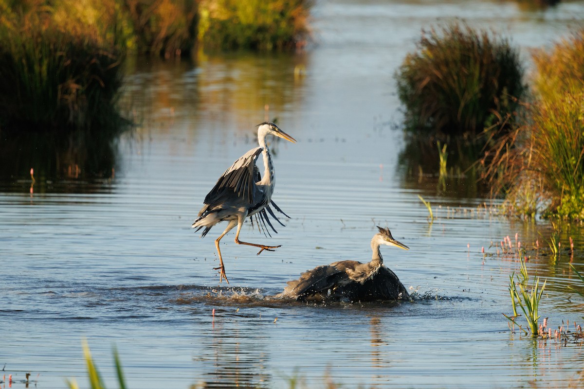 Gray Heron - ML622817483