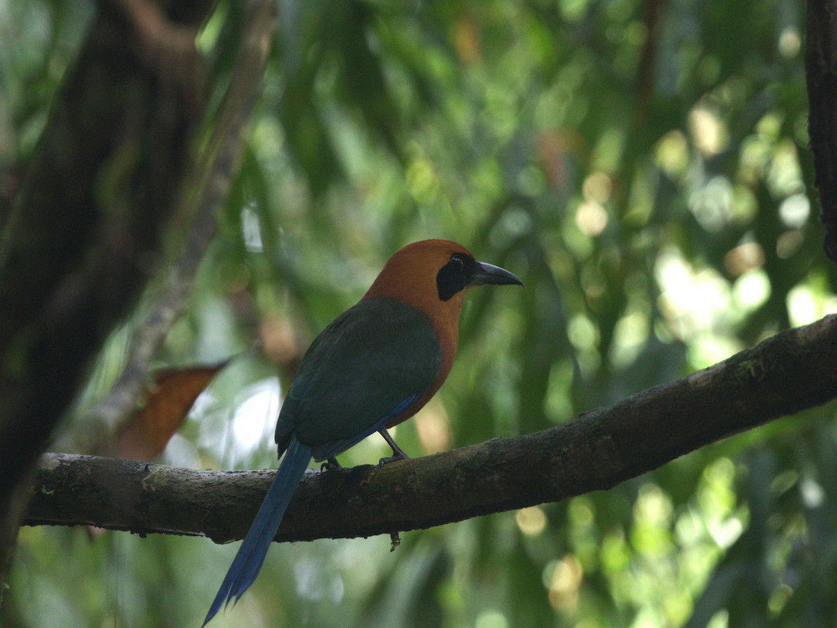 Rufous Motmot - ML622817496