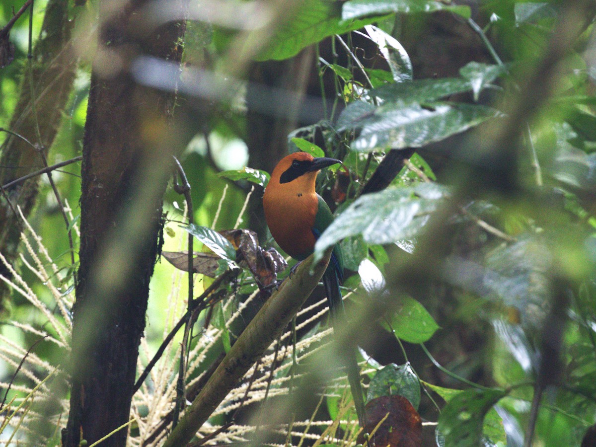 Rufous Motmot - ML622817497