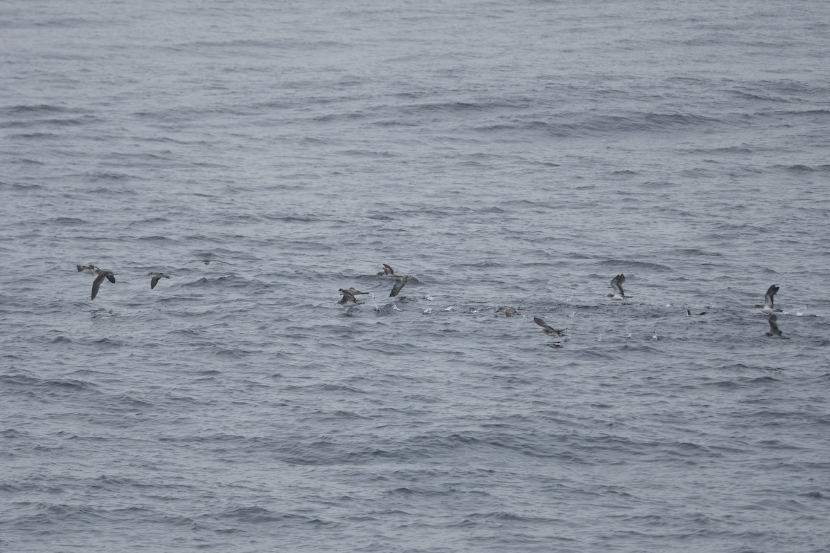 Streaked Shearwater - ML622817504