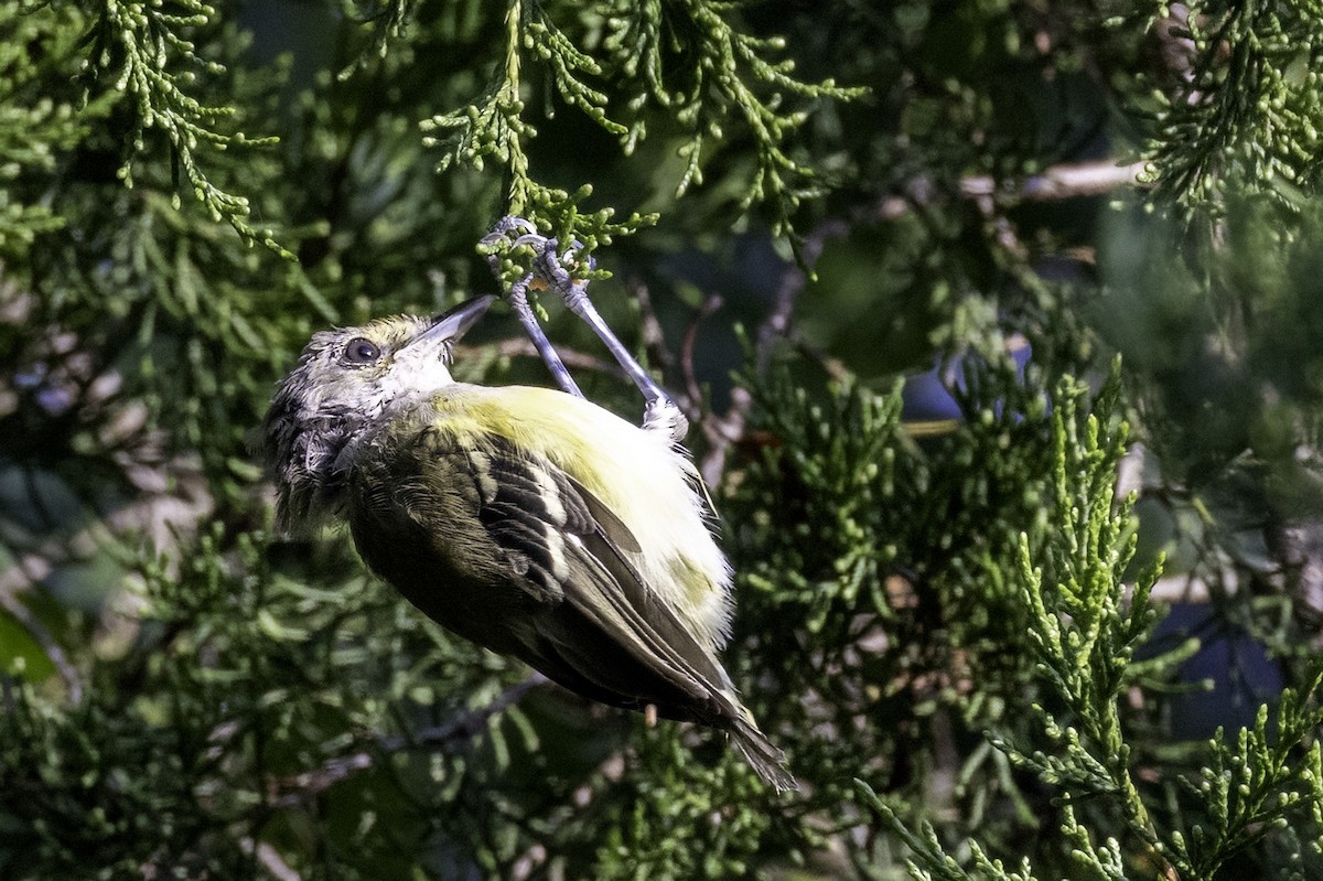 White-eyed Vireo - ML622817506