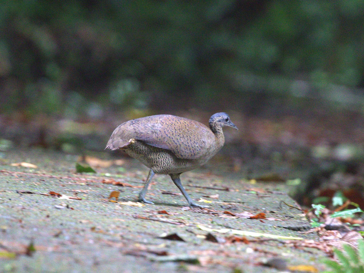 Great Tinamou - ML622817522