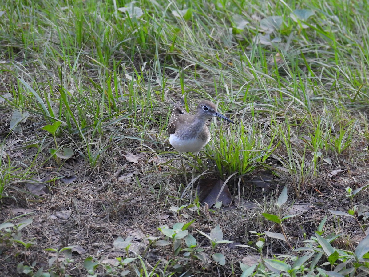 Solitary Sandpiper - ML622817541