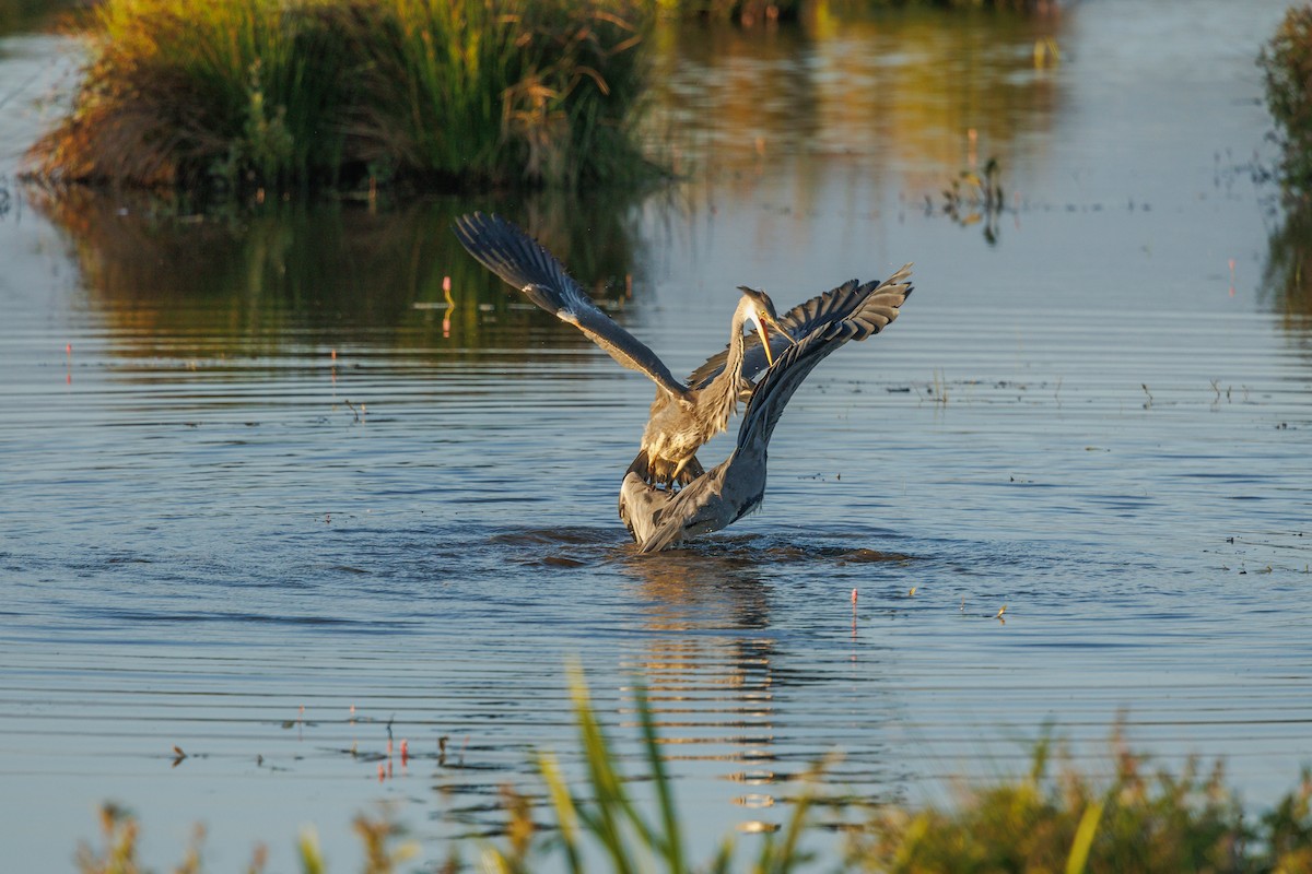 Gray Heron - ML622817548