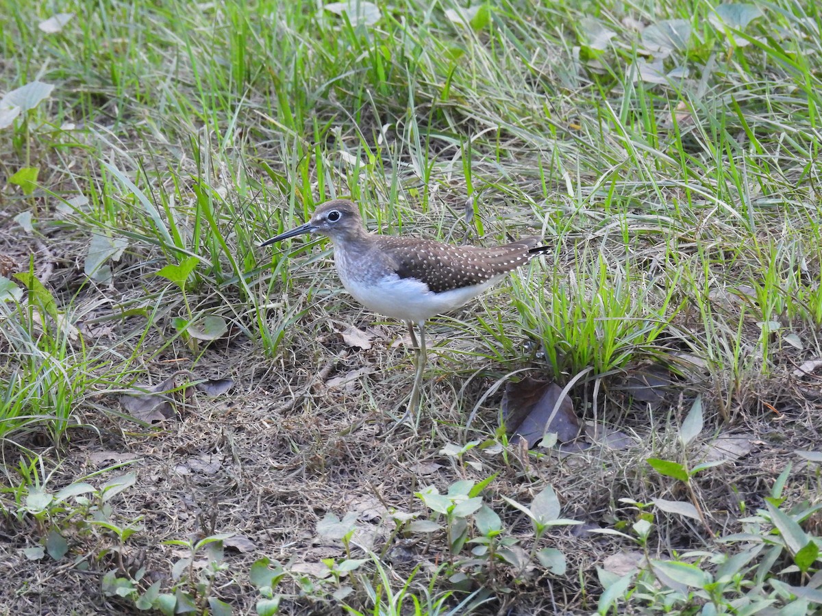 Solitary Sandpiper - ML622817557