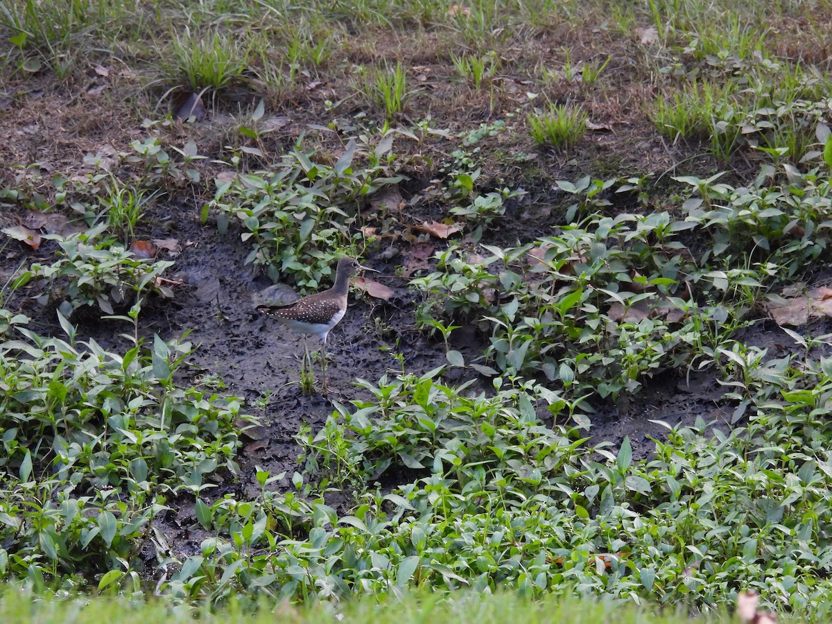 Solitary Sandpiper - ML622817558