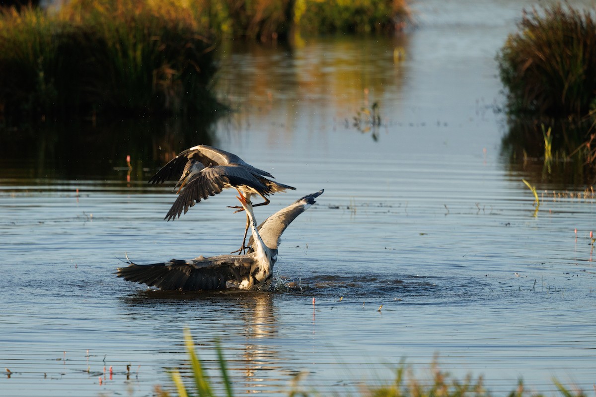 Gray Heron - ML622817579