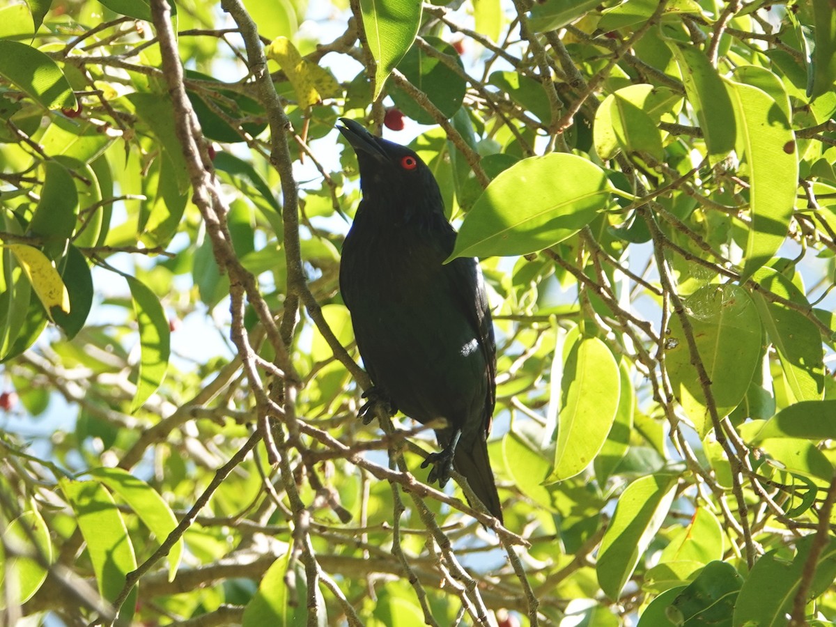 Metallic Starling (Metallic) - ML622817595