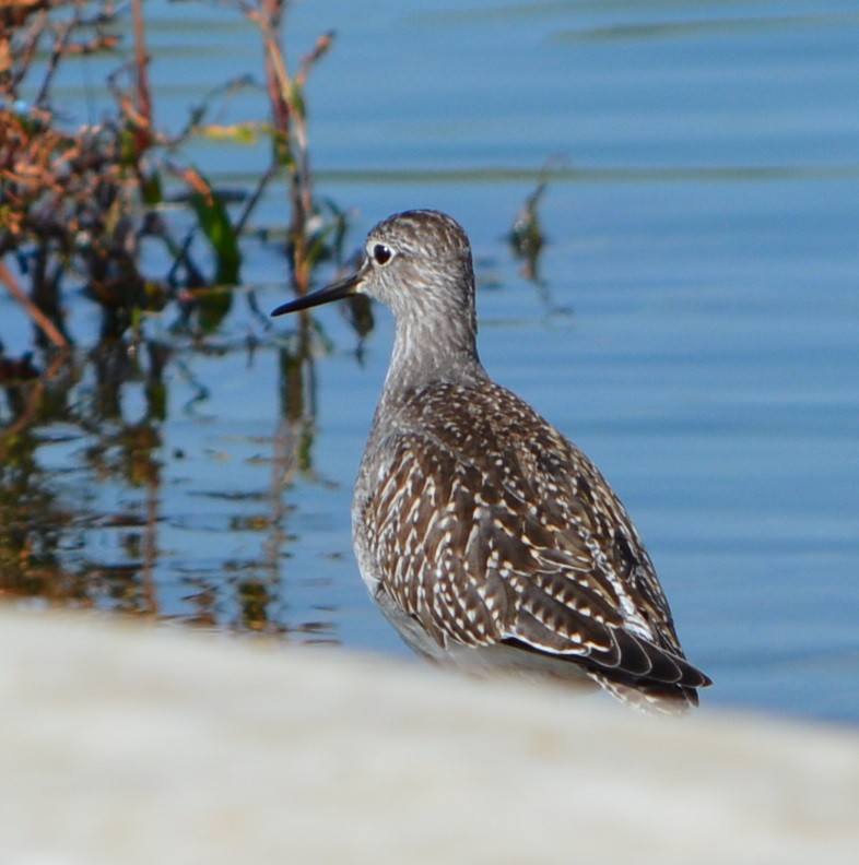 Lesser Yellowlegs - Paul Messing