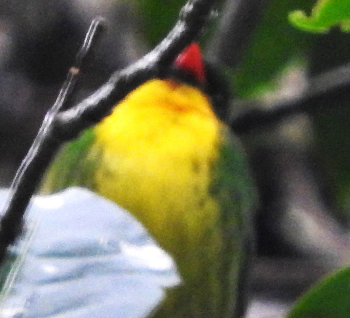 Golden-breasted Fruiteater - ML622817673