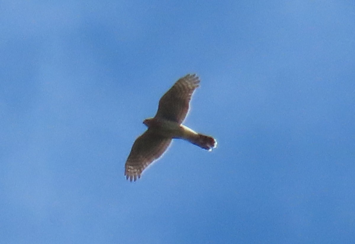 Cooper's Hawk/American Goshawk - ML622817722