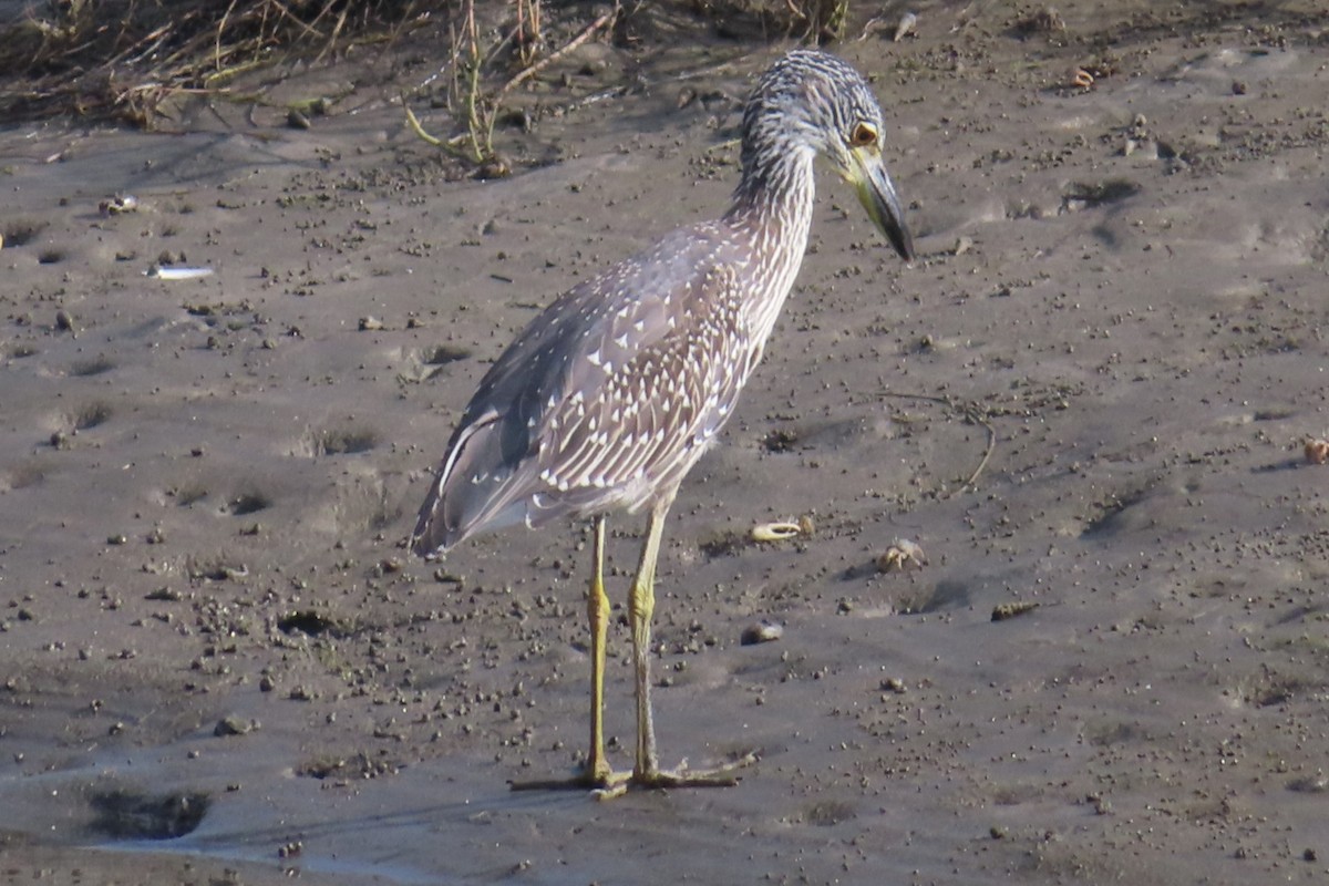 Yellow-crowned Night Heron - ML622817724