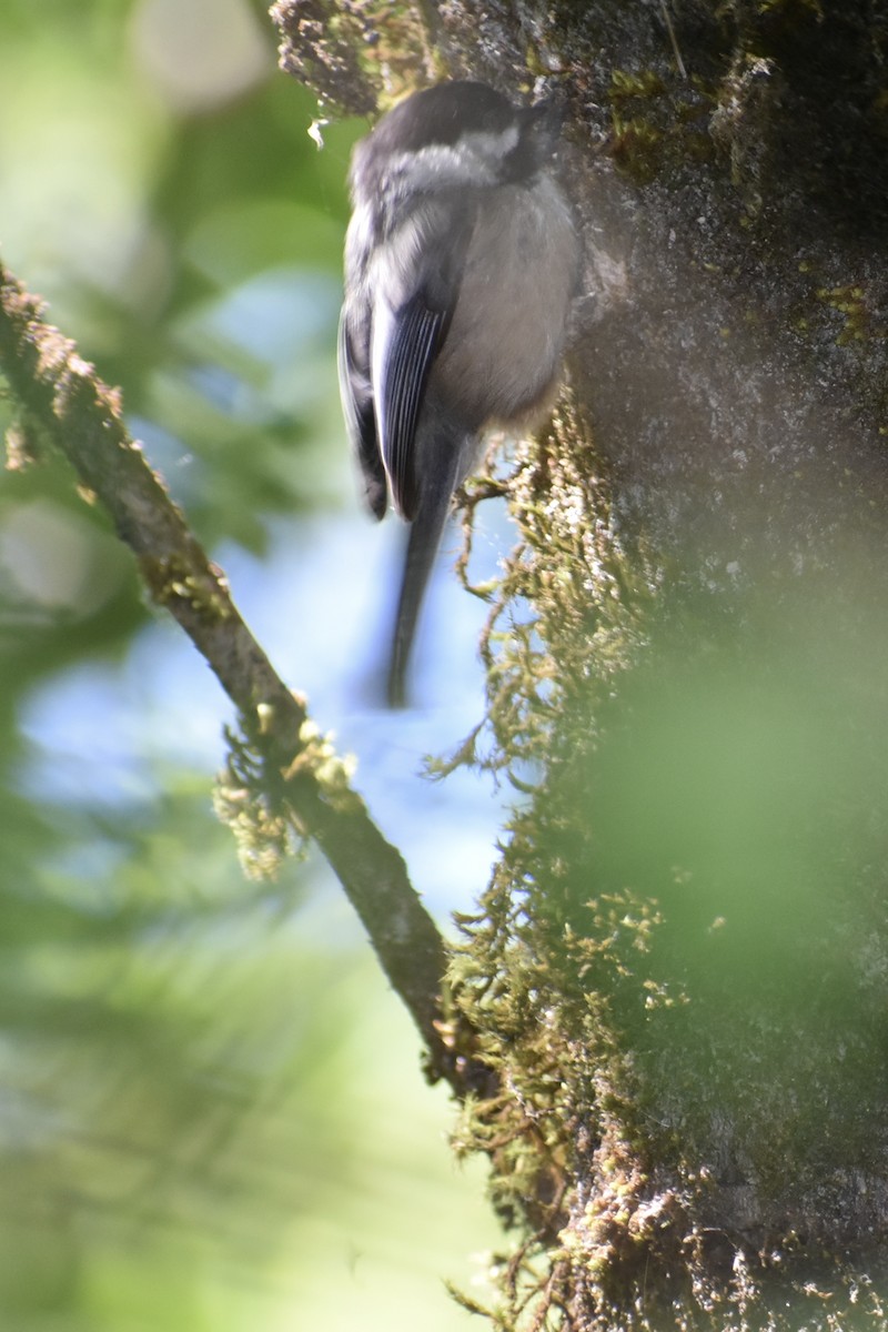 Black-capped Chickadee - ML622817727