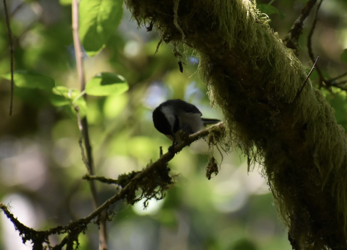 Black-capped Chickadee - ML622817728