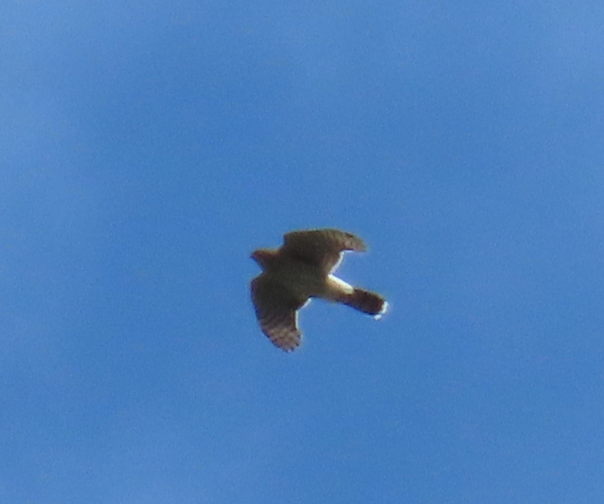 Cooper's Hawk/American Goshawk - ML622817759