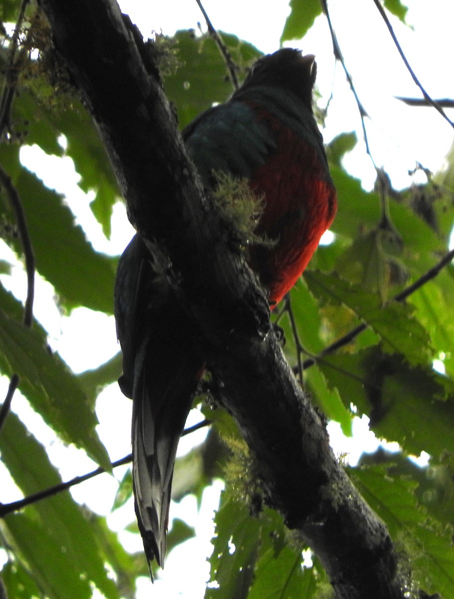 White-tipped Quetzal - ML622817864