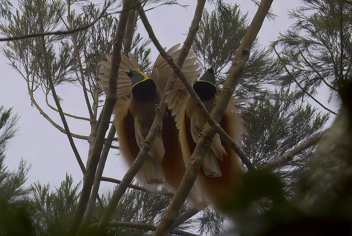 Raggiana Bird-of-Paradise - ML622817927