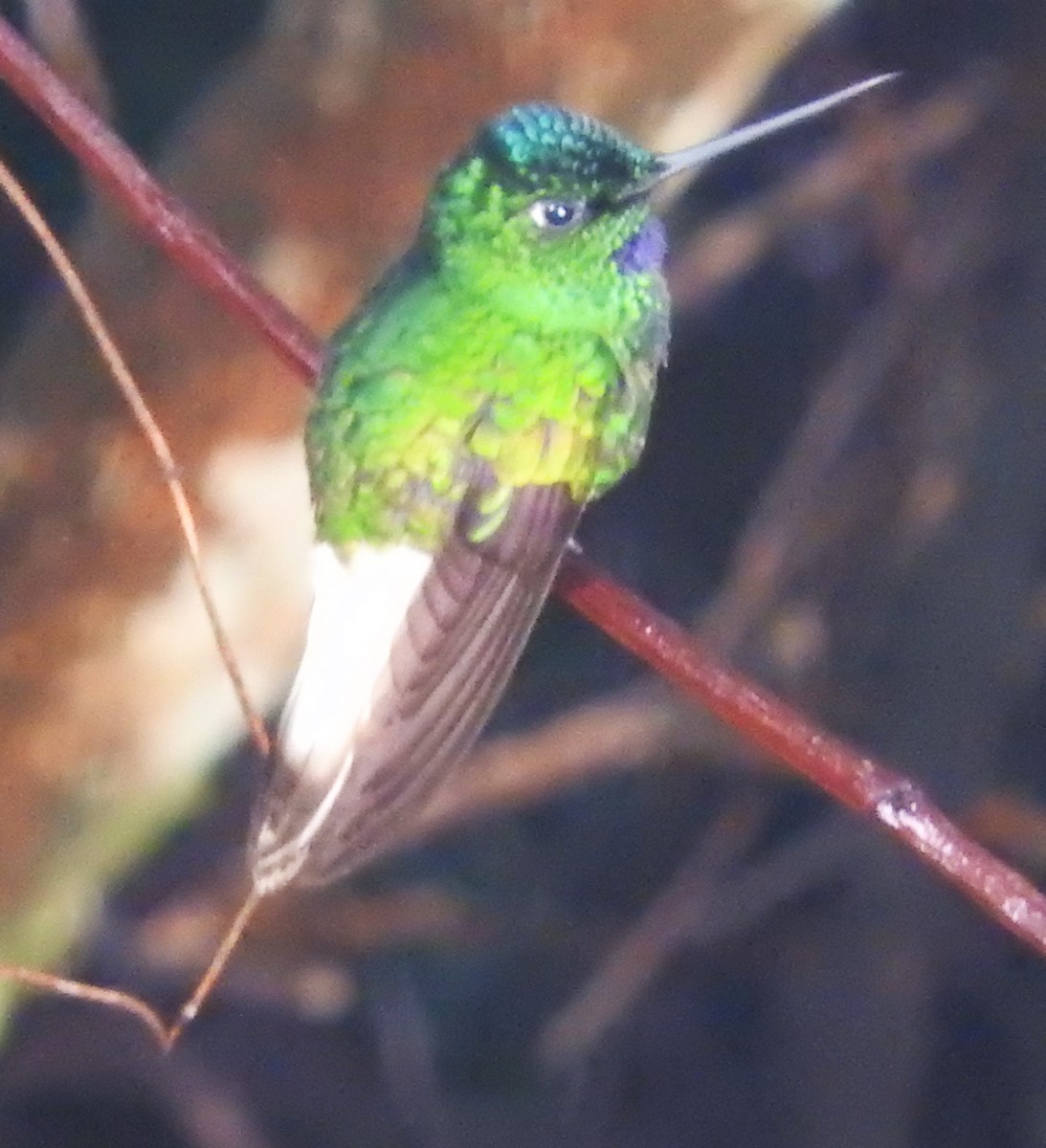 White-tailed Starfrontlet - ML622817977